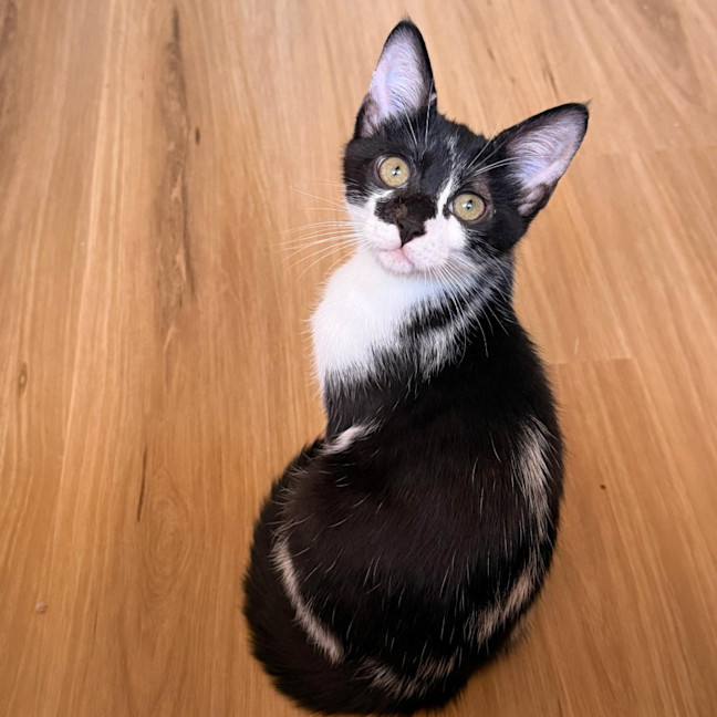 Photo of Percy