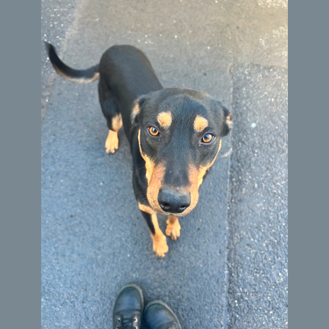 Photo of Pirate Jeff