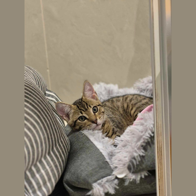 Photo of Teddy