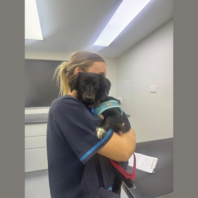 Photo of Socks – 1 Year Old Dachshund