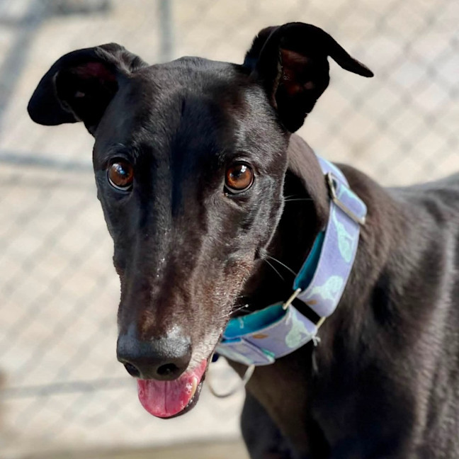 Photo of Logan The Greyhound