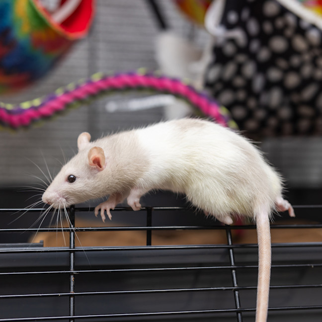 Photo of Sweetie Pie