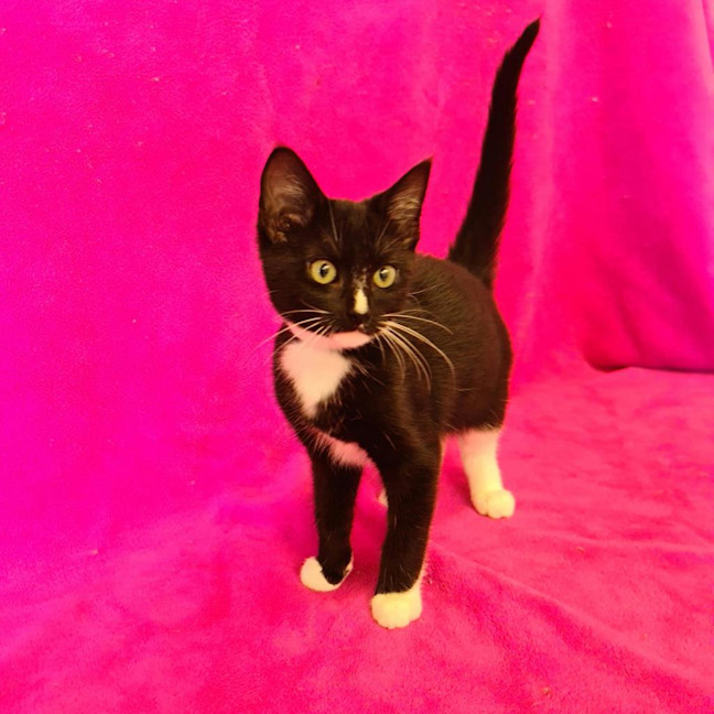 Photo of Felix