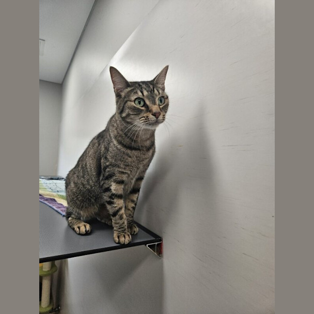 Photo of Butterball Brown