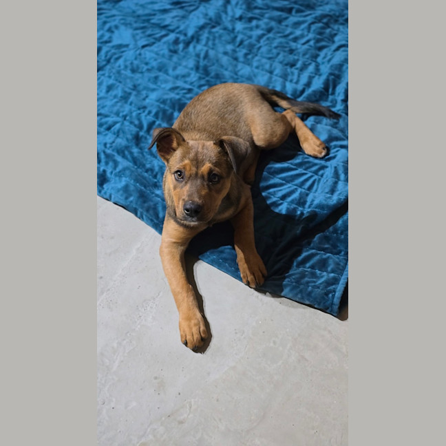 Photo of Yankee 