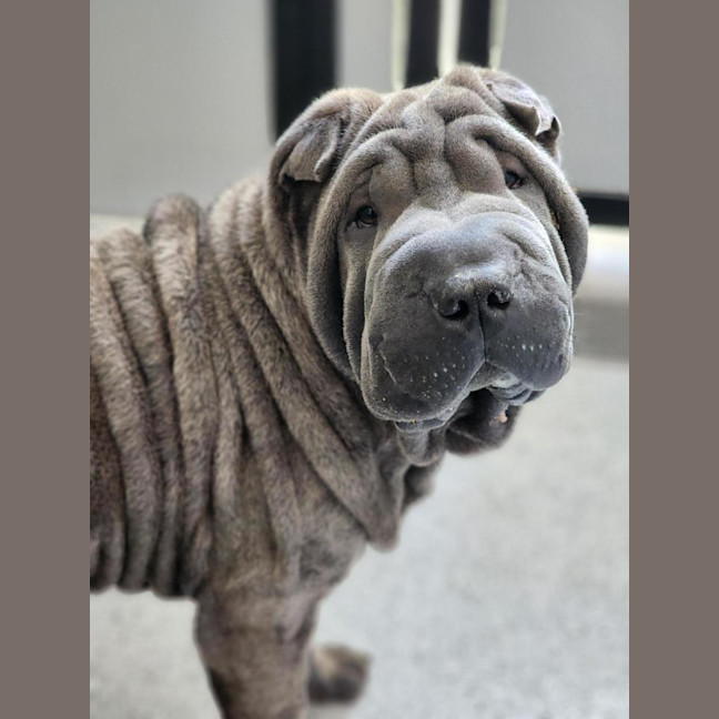 Photo of 🦎 Stretch 6879 🦎