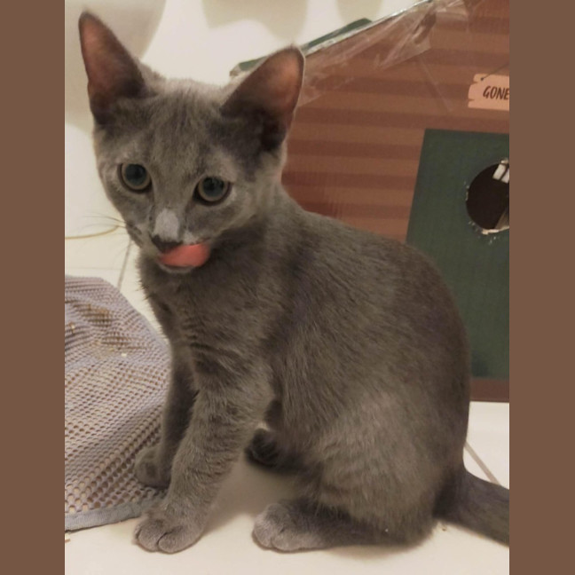 Photo of Smokey 