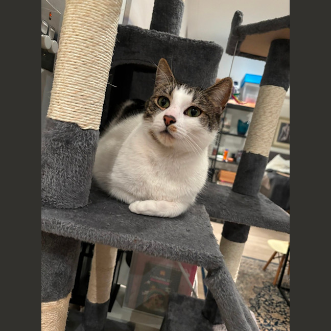 Photo of Ollie
