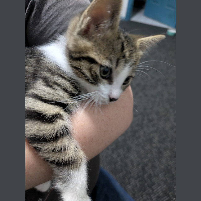 Photo of Speed Snail