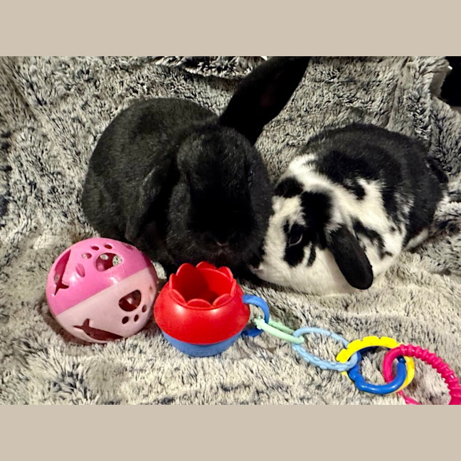 Photo of Black Beauty And Happy Feet 