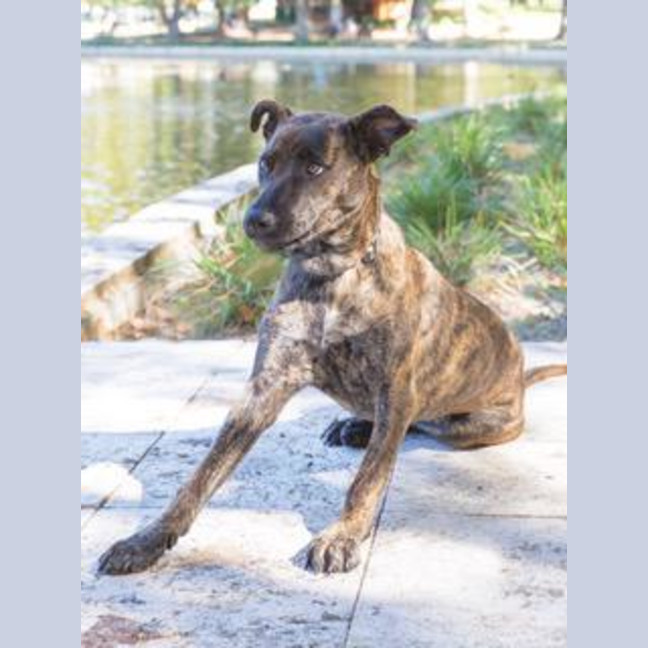 Photo of Tilly (Was Tiffany)