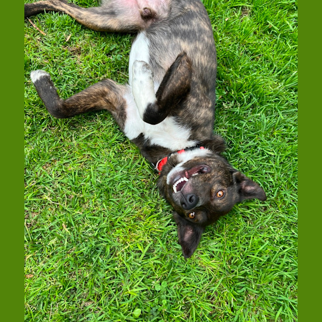Photo of Tango