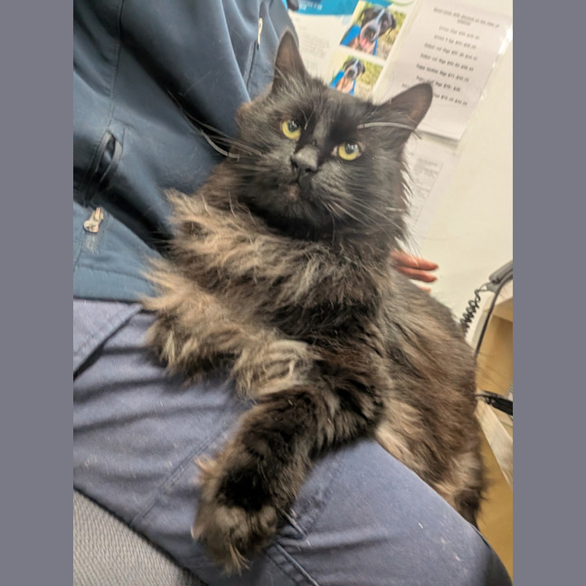 Photo of Percival