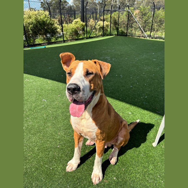 Photo of Boof Imp 1874