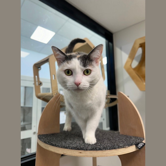 Photo of Sundae