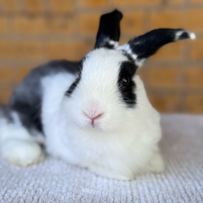 Photo of Aspen Jr