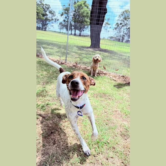 Photo of Milo   16 Month Old Jack Russell X Kelpie