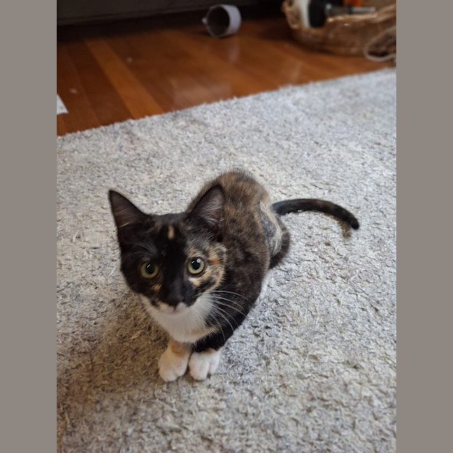 Photo of Ember