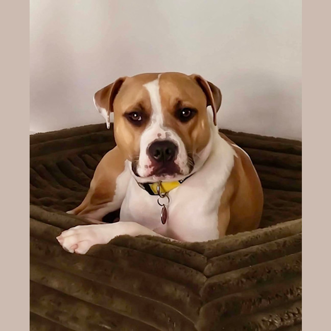 Photo of Boofy