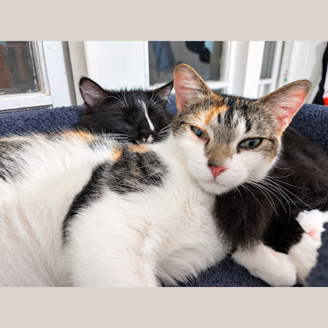 Photo of Calypso & Oreo 