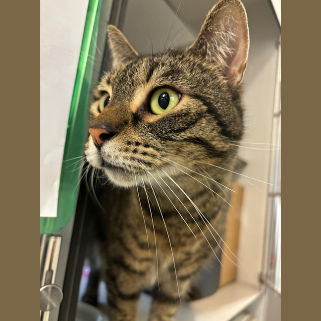 Photo of Athena