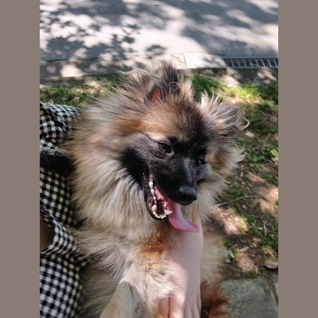Photo of Whimsy