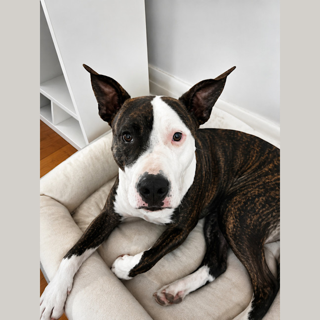 Photo of Lily