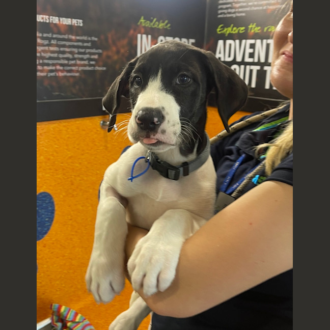 Photo of Pongo 