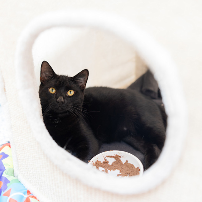 Photo of Midnight