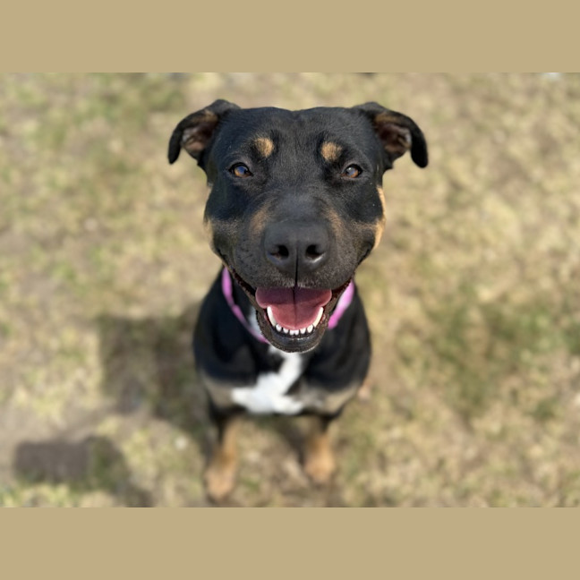 Photo of Tilly Imp 2563