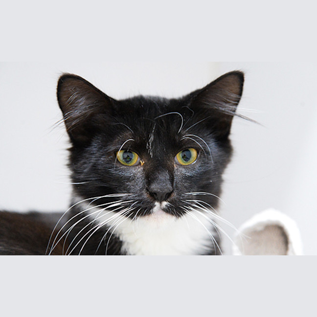 Photo of Zorro