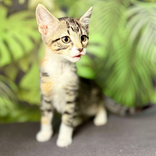 Photo of Ulla  Meet Me At Vets On Parker Templestowe