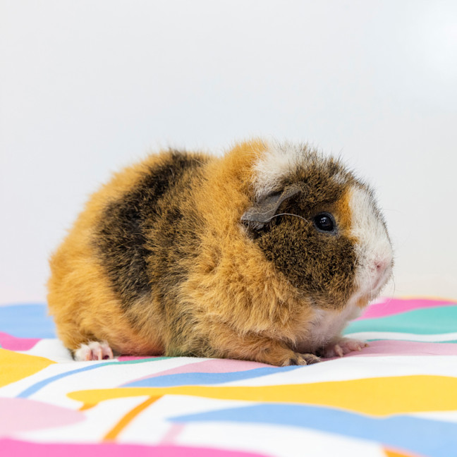 Photo of Sweetie Pie