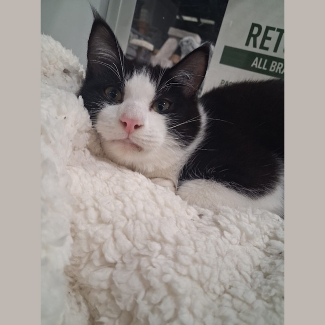 Photo of Stumpy