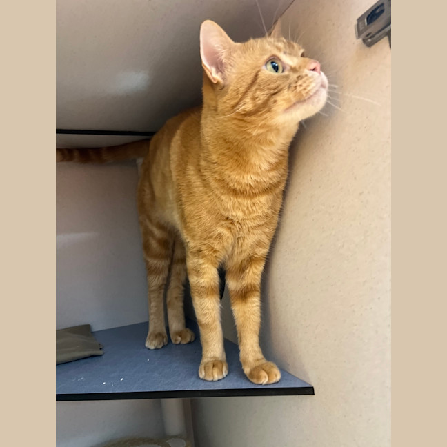 Photo of Melvin 