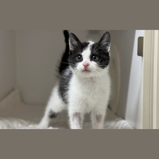 Photo of Frank The Tank