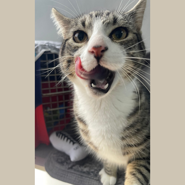 Photo of Atticus