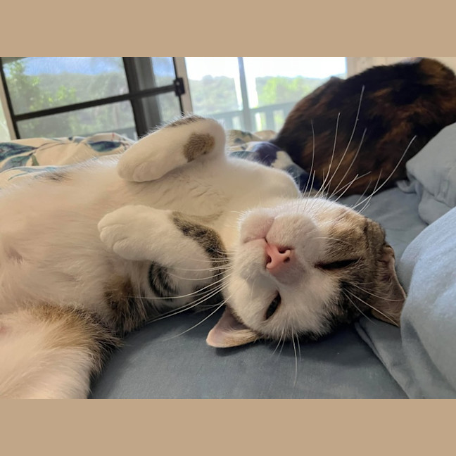 Photo of Sparrow   10 Month Old Domestic Shorthair (Trial)