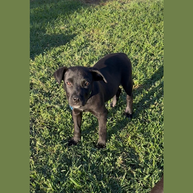 Photo of Whiskey