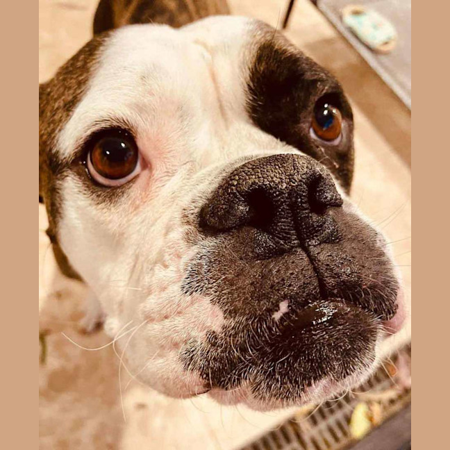 Photo of Lola