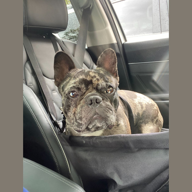 Photo of Shadow   6 Year Old French Bulldog