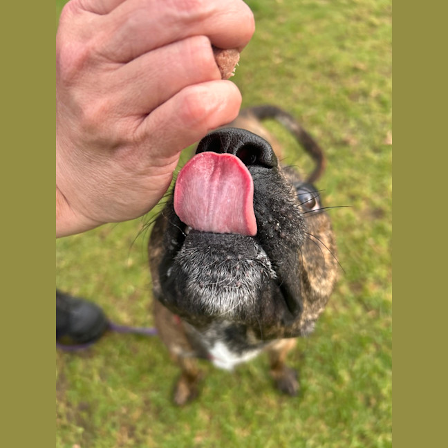 Photo of Chopper 