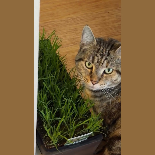 Photo of Penny