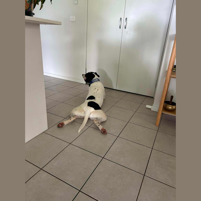 Photo of Stitch