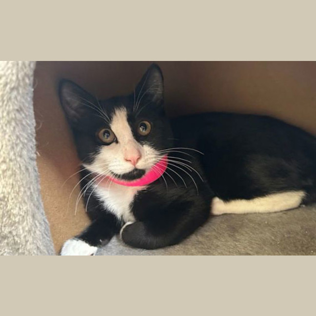 Photo of Jessie Baby