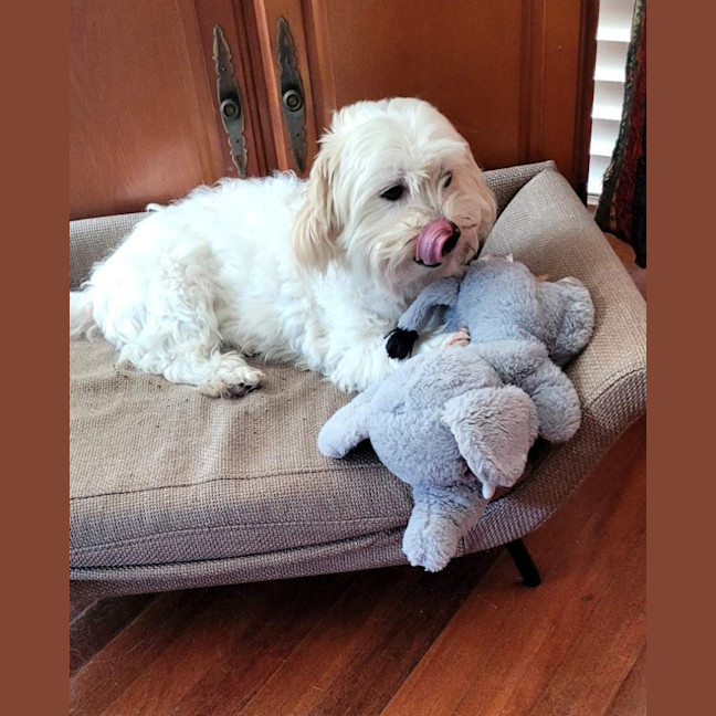 Photo of Rolly   8 Year Old Maltese X