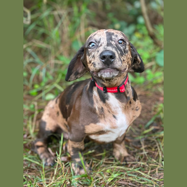 Photo of Otto