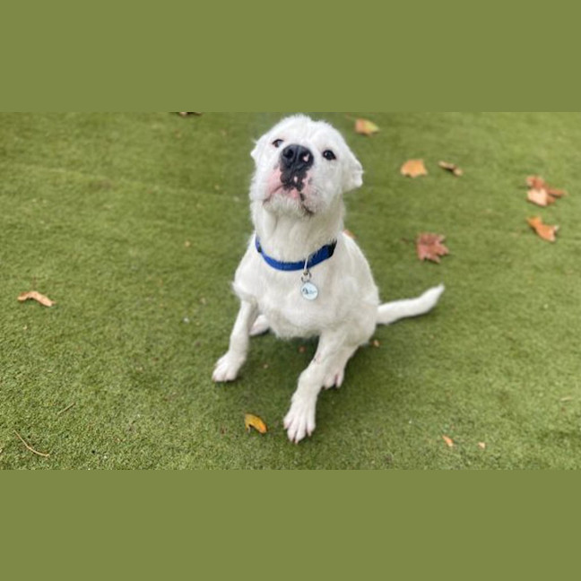 Photo of Humphrey 