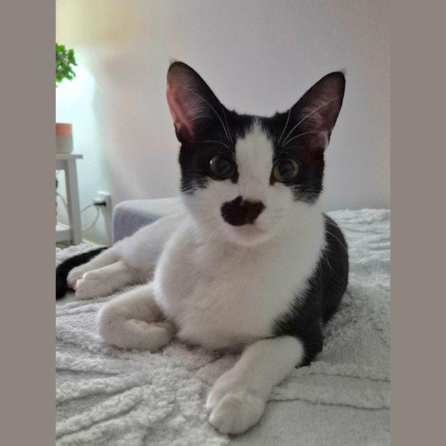 Photo of Mabel Meet Me@Petstock Hastings 