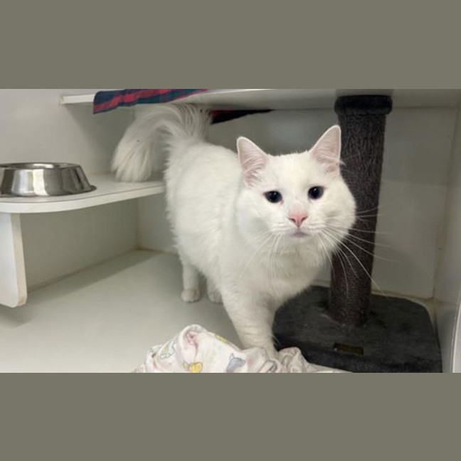 Photo of Romeo